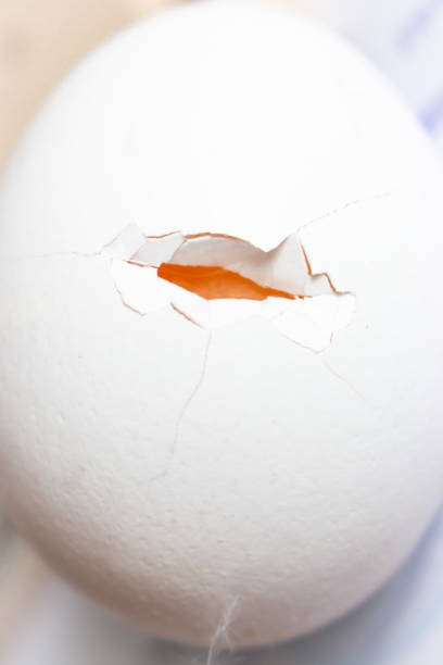 Cracked egg close up. White eggshell with yellow yolk. Organic food concept. Broken egg. Raw egg with yolk. Chicken egg, isolated. Fragile things. Healthy food. Accident concept.