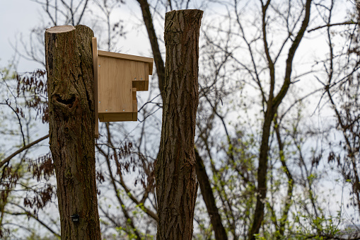 Wooden houses for squirrels in the park in the trees. Close-up of squirrel houses
