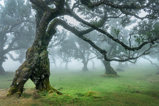 Old laurel trees in the fog in the forest of Fanal Madeira island, Portugal