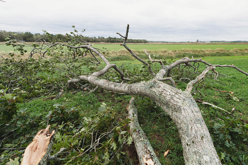A large oak tree lost in the extreme winds of a hurricane.