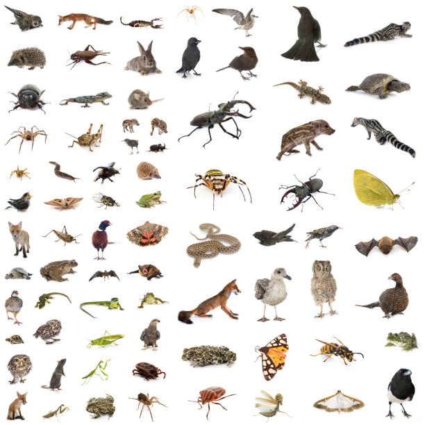 istock european wildlife in studio 2147580179