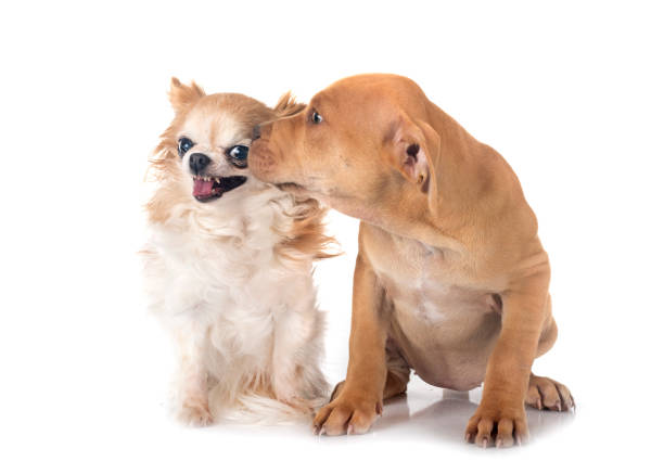 istock puppy american pit bull terrier with chihuahua 2147580193