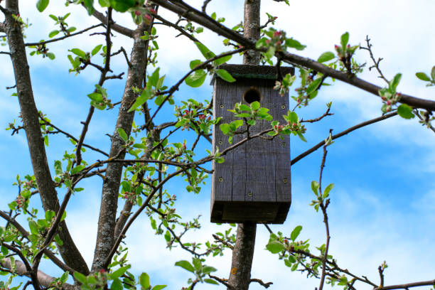 Woven small garden bird nest seen hanging off a pruned plumb tree in early spring. The owners are hoping for a return Blue Tit family to nest.