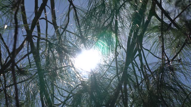 Sunlight through the leaves and twigs of a pine tree during the day