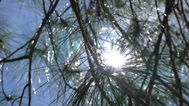 Sunlight through the leaves and twigs of a pine tree during the day