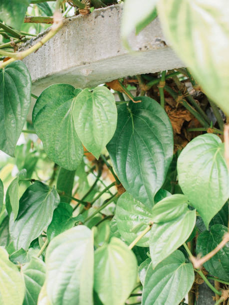 istock Betel leaves 2147582791