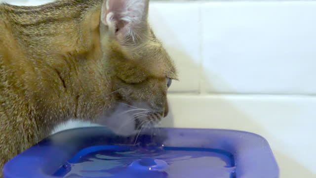 Thai Cat Drinking Water from Cat Fountain