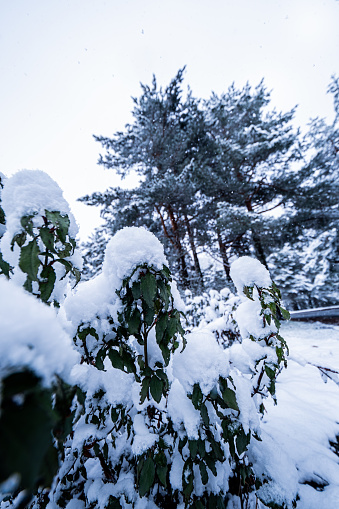 Wide-angle shot captures snowy pine trees and snow-covered forest backdrop, winter landscape.