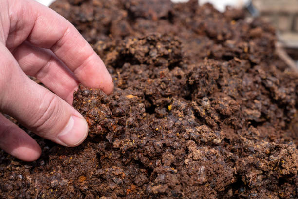 istock Merva waste from the processing of wax raw materials. Making beeswax at home. 2147584815
