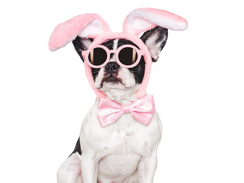 Lovable, pretty puppy and bunny ears. Close-up, studio shot. Day light. Concept of care, education, obedience training, raising pet