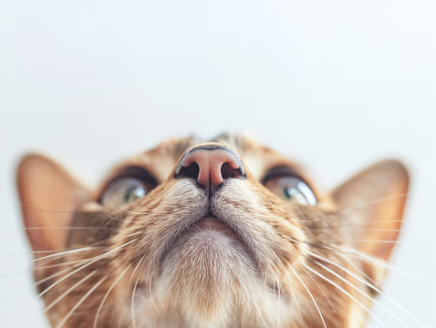 lovely Abyssinian cat portrait, front view, close-up, looking up.