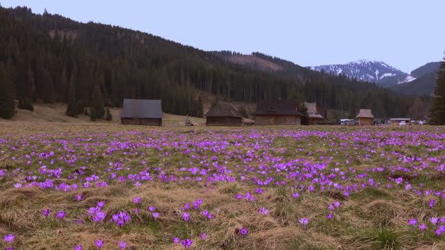 Meadow of Blooming Safron Crocuses with Background View of Tatras Mountains