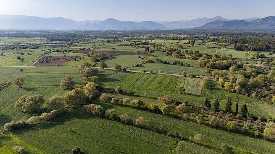 Aerial view of a spring field with blooming trees