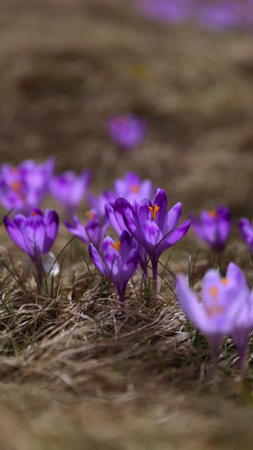 Meadow of Blooming Safron Crocuses in Tatras Mountains