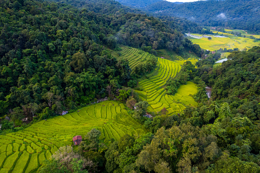 Aerial drone shot of the terraced ricefield in the Mae Klang Luang village, Doi Inthanon national park, Thailand
