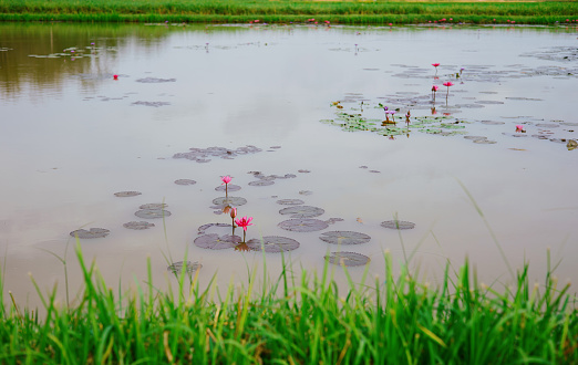 The lotus flower is in the middle of the water source, in front of it is a grass line.