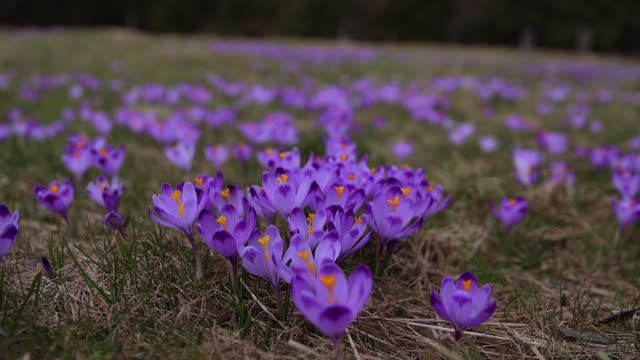 Meadow of Blooming Safron Crocuses in Tatras Mountains