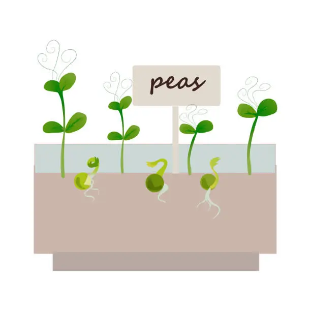 Vector illustration of Green sprouts. Microgreen growing seed, peas phase. Seedling with leaves and roots in container. Vegetables germination process. Seedlings for planting in garden. Vector healthy food illustration