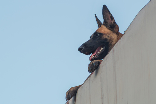 A German Shepherd dog stands leaning on the top of a wall with its paws and looking to the left against the sky. There is copy space for text.