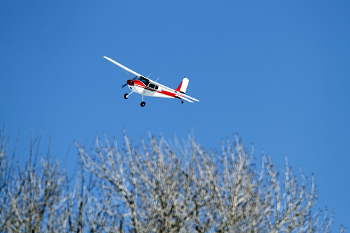 Cessna 180 Flying above a cottonwood tree in Eastern Idaho.