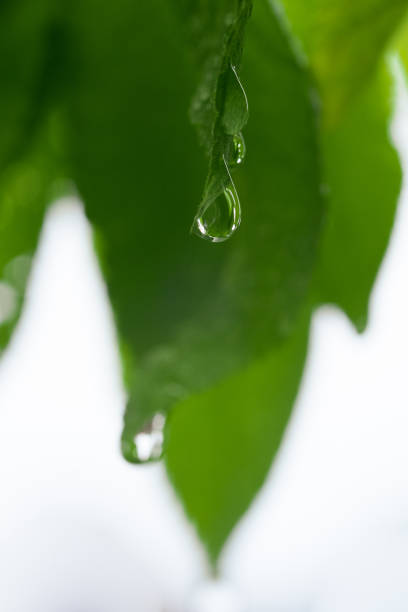 Green leaf with drop of water on a blurred natural background. Large beautiful drop of transparent rain water on a green leaves. Macro. Shallow depth of field