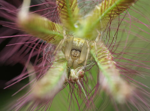 Orb spider camouflage on the wild grass
