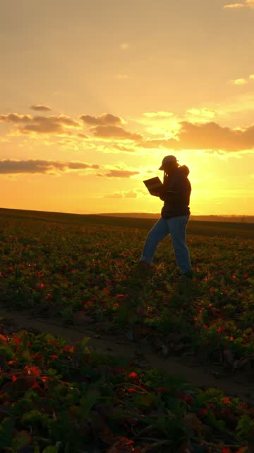 SLO MO Silhouette Young Female Agronomist with Laptop Walking on Plowed Field Under Orange Sky at Sunset