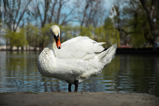 Mute swan (Cygnus olor) on the  water