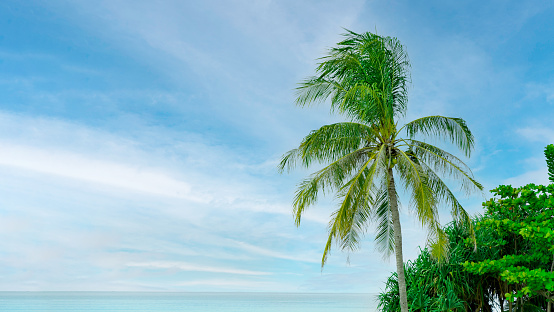 Tropical background, coconut tree against a clear blue sky. Horizontal banner with space for text
