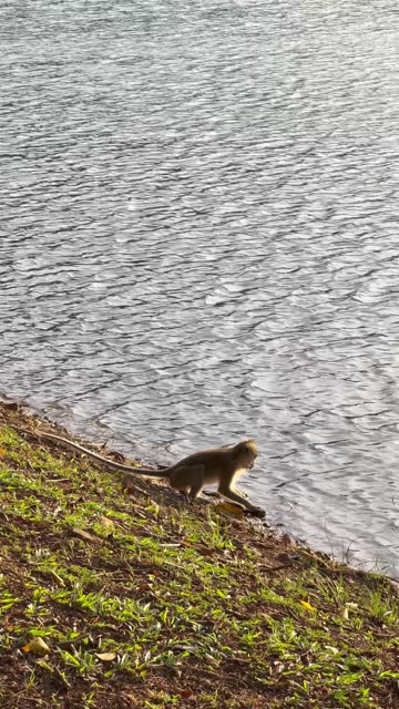 Thirsty monkey drink water from the lake in the park at sunset