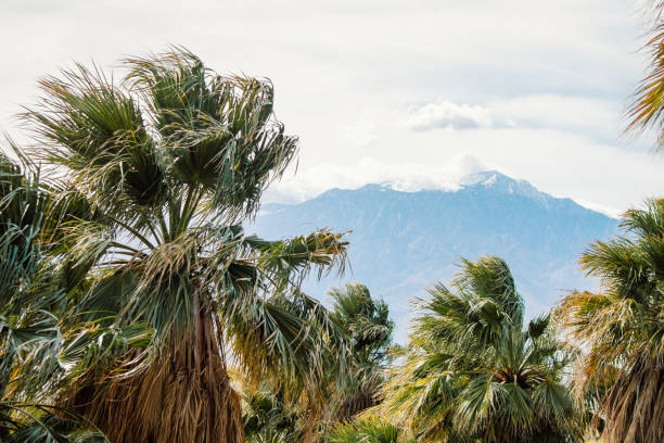 A palm oasis in the Coachella Valley, with snowy mountains in the background.