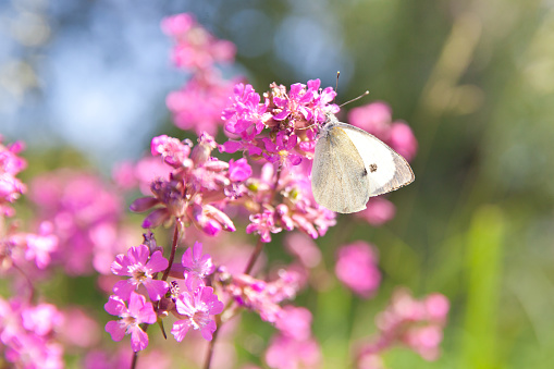 Small veined white butterfly, Pieris napi. Summer landscape with pink flowers. Wildflowers close-up.