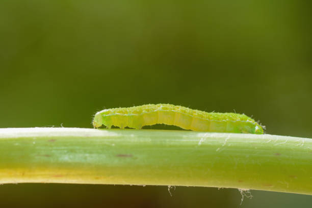 Green caterpillar on a plant stem