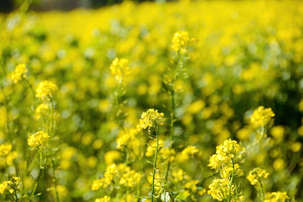 istock Yellow flowers from a mustard plant 2147592723