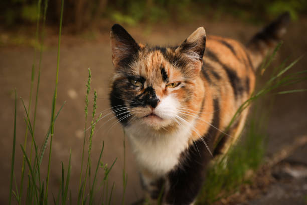 istock Beautiful multicolor cat walking outdoor in spring day 2147592740