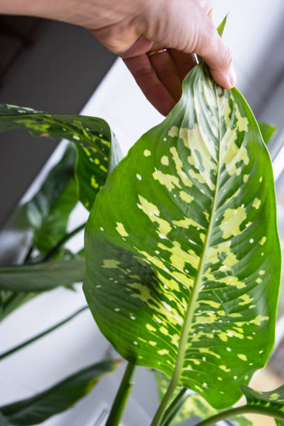 istock Leaves home plant affected by a spider mite, small insects, Problems in the cultivation of domestic plants. Plant treatment and pest and fungus control 2147593073
