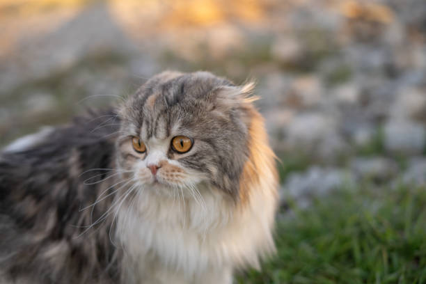 istock Scottish Fold Cat Head Outside Closeup 2147593861