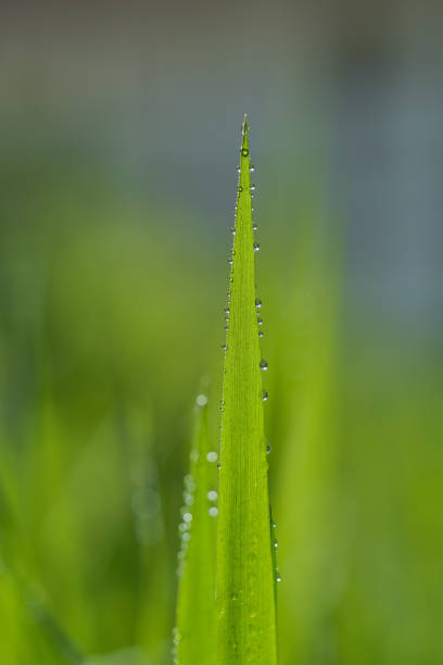 Green grass with drops of dew on a blurred background. Shallow, selective focus. Copy Space