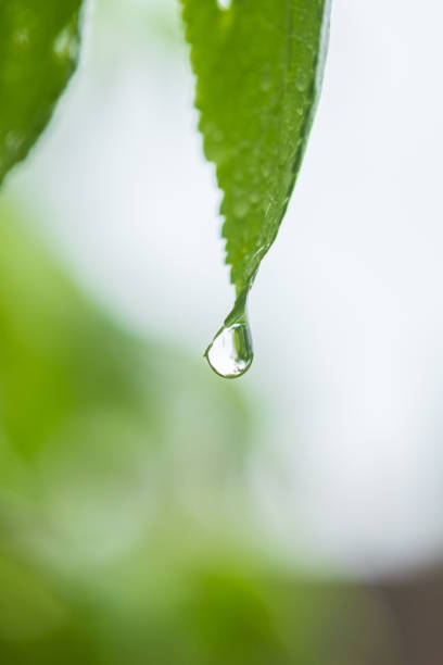 istock Drop of water  ona green leaf on a blurred natural background. 2147595458