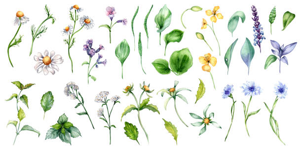 istock Collection of different medicinal flowers in watercolor isolated on white. Herbal plants set in botanical sketch. Plantain, nettle, lungwort, celandine hand drawn. Design for label, package, card 2147595775