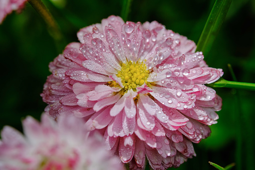 On rainy days, pink cosmos flowers and raindrops hang from the petals and the background is blurred