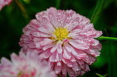 Pink Daisy flower with water drops on macro blurred green background.