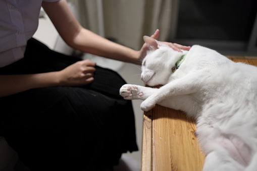 A young female student in a Thai university uniform sits on a sofa in the living room, playing with White Khao Manee cat. Animal and human interaction.