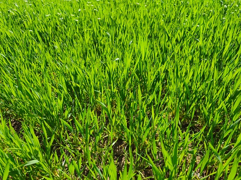 Time Lapse of barley grass growing. Time-lapse of growing green grass isolated on black background. Germination seeds sprouting springtime. Close up timelapse of growing Barley.