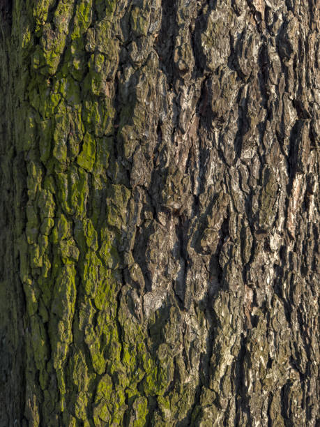 istock a close view of green moss on a tree trunk in a wild park 2147598919