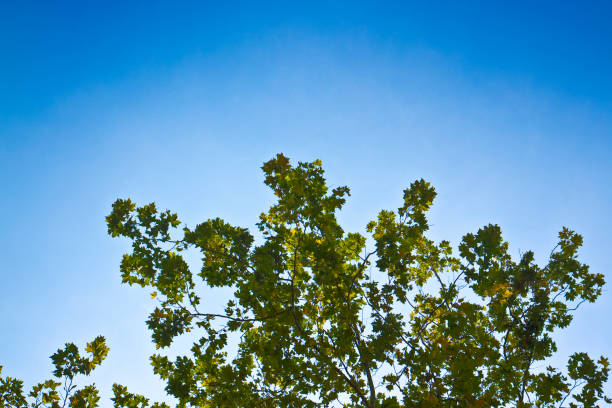 tree canopy against a sky background - image with copy space - treetop sky tree tree canopy - fotografias e filmes do acervo