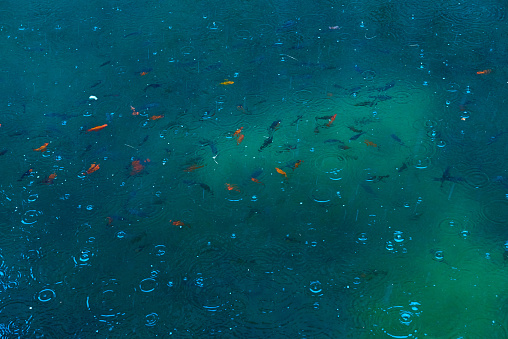 A pond full of golden fish shot while is raining