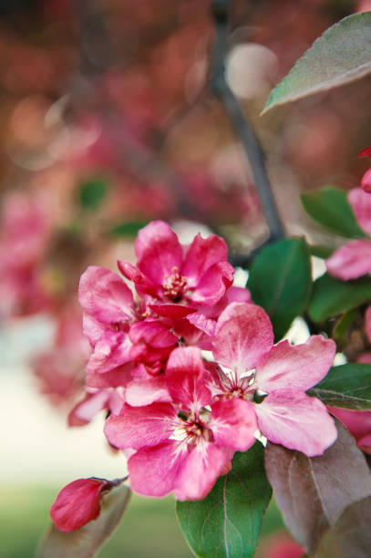 Beautiful spring and summer background with pink cherry blossom