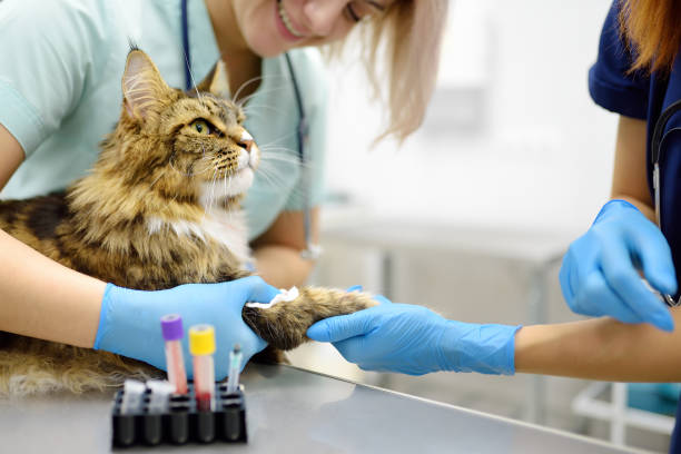 two professional veterinarians take a blood for test of cat of the breed maine coon in veterinary clinic. health of pet. care of animal. pet checkup, tests and vaccination in vet office. - ilmu kedokteran hewan potret stok, foto, & gambar bebas royalti