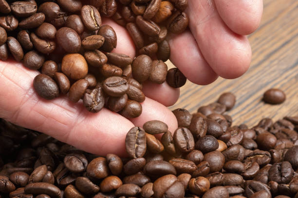 istock Hands of elderly human pour grain of fresh aromatic dark coffee. 2147601345